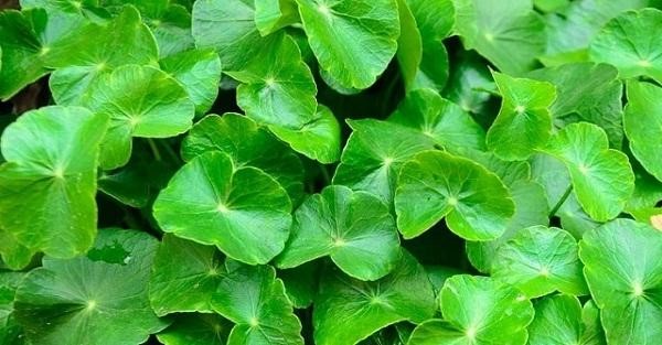 Lợi ích rau má mang đến cho làn da bạn